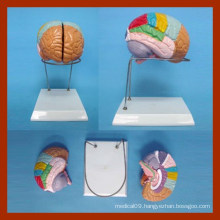 Nature Size Human Brain Model (2 Parts)
